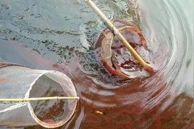 红虫有没有毒？颠覆你的认知图片