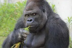 迷倒日本万千少女的最帅黑猩猩，到底长啥样图片