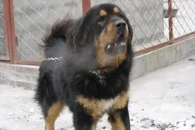西藏两大神犬，你只知道藏獒却不知道另一大神犬图片