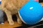 真正的哆啦A梦猫现身啦！快来感受一下！图片