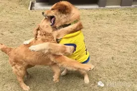 解惑：狗鼻子为什么是湿的？狗鼻子干也可能是正常的，你知道吗？图片
