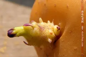 土豆的故事：发芽的土豆有毒，咱们怎么对付他！图片