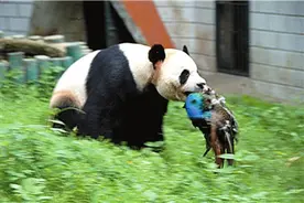 孔雀惹到大熊猫 结果熊猫拔其孔雀毛一掌将其按死图片