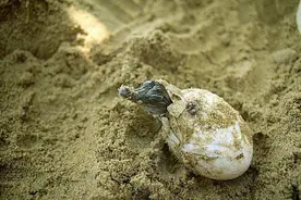 刚生出来的鳄鱼宝宝居然这么丑，真想把它塞回蛋里去！图片