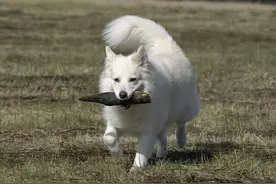 带着宠物狗去河边钓鱼，小狗竟从河里叼出文玩宝贝！图片