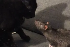 猫抓耗子、狗咬猫的时代过去了？两只老鼠和一猫一狗成了一家人图片