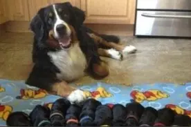 如何照顾分娩过后的狗妈妈？图片