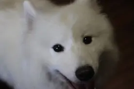 狗狗剃了毛毛后伤心没自信了，结果却因为这些原因重振威武图片