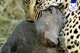 趁着母猪外出觅食花豹将小野猪猎杀，母猪追上去拼命英勇阵亡！图片