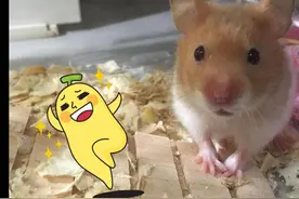 仓鼠不跑仓鼠圈了，竟然是因为这个原因！（四）图片