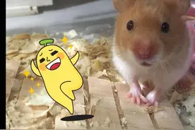 仓鼠不跑仓鼠圈了，竟然是因为这个原因！（四）图片