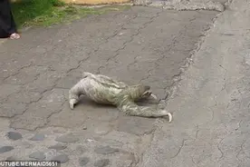 只要树懒一出现，整个马路就得瘫痪，想知道为什么吗？图片