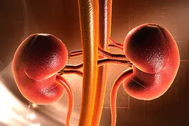 肾好，就能“他好我也好”吗？图片