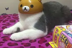 头上戴着松弛熊的猫咪，居然一脸淡定图片