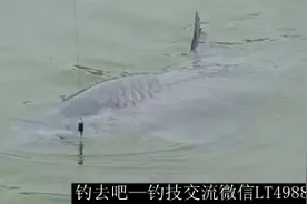 钓鱼技巧：春季教你如何巧钓青鱼图片