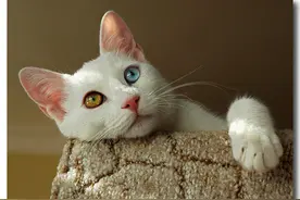 拥有宝石美眸的善泳精灵——土耳其凡湖猫图片