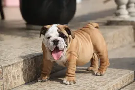 口水大汪——那些唾液分泌旺盛的狗狗图片