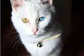 土耳其国宝“凡湖猫”传奇图片