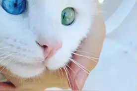 猫咪拥有两种颜色的瞳孔。绝对征服你的小心肝。图片