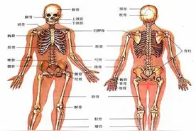 是初生婴儿的骨头多还是成年人的骨头多？你不一定猜得对！图片