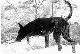 被野熊哺育长大的华北黑狼犬，如今纯种仅几百只图片