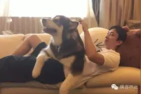 王思聪的狗2岁，豪车包包都有了，外媒都被这“狗生赢家”惊呆了图片