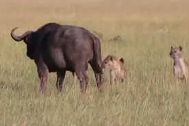鬣狗从背后咬碎野牛蛋蛋，倒下后被鬣狗活吃，惨痛叫声传遍草原！图片