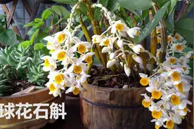 如果你养这种植物，开花时整个阳台都是香的，球花石斛展示视频封面