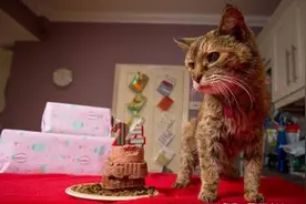 世界上最老的猫！114岁老猫即使又瞎又聋主人仍不离不弃！图片