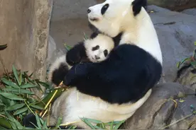 动物和人类相比那里不如图片