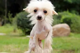 中华田园犬最另类的分支：中国冠毛犬，超霸气图片