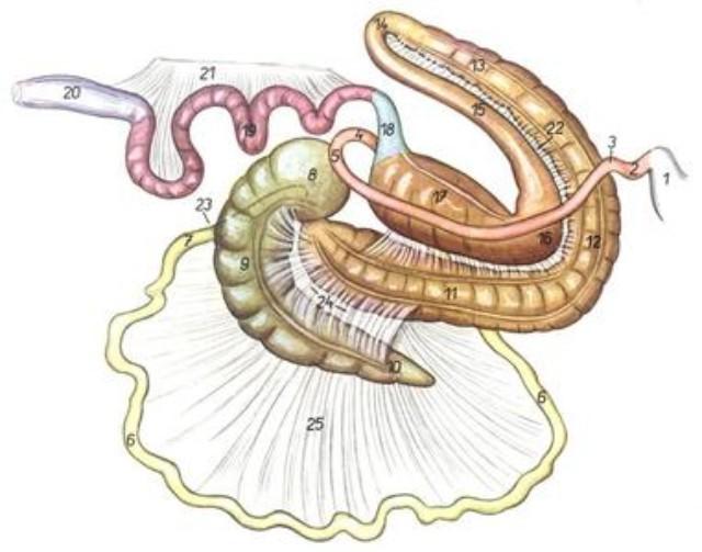 仔猪开食料氨基酸需求及肠道健康详解