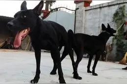 中华华北第一名犬：黑狼犬，身手敏捷不输花豹图片