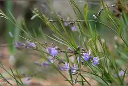 失眠多梦，健忘惊悸，这种小草就能解决问题（附实用方）图片