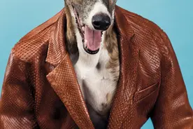 谁规定的西装只能穿帅哥身上，看我们的汪星人，帅翻了是吧。图片