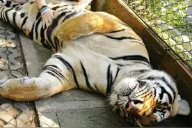 挠痒痒真是爽翻了！动物最爱挠痒痒~~图片