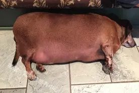 腊肠犬胖成海豹34斤根本走不动路，如今励志健身减掉1个自己！图片