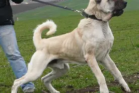 世界第一猛犬，价值百万的土耳其国宝坎高可6秒打败比特图片