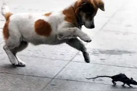 狗拿耗子多管闲事 才来不久的小狗居然就已抓数百只老鼠图片