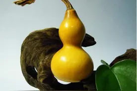 文玩葫芦的上色方法有很多，看看你在用哪种上色方法！图片