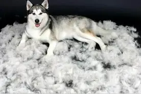 愁啊！狗狗一换毛，家里就变成了弹棉花铺！图片