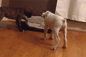 宠物界的小可怜~就知道欺负单身汪！小奶猫喝奶的样子也是萌爆了图片