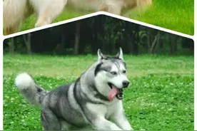 巨型哈士奇和巨型拉布拉多，你见过吗？图片