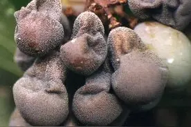 葡萄果实腐烂病害的发生识别与防治图片