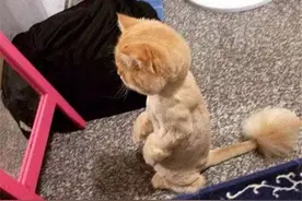 小猫剃毛之后赶快跑到镜子前验收成果，它的反应让主人无比内疚图片