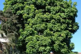 治愈系元宝幼苗盆栽，为什么不喜欢它长大？图片