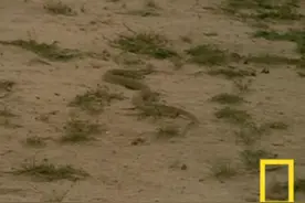 眼镜蛇对战猫鼬，想不到猫鼬搞出这一计，蛇瞬间毙命成为盘中餐图片