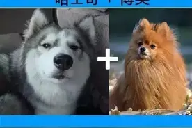 各种混血犬，看完直接毁三观，最后一个是什么鬼？图片