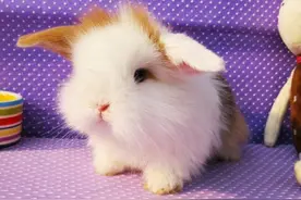 了解兔子的生活习性，帮助它们健康成长图片