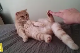 猫咪为阻止主人搔脚底，最后摆出了超爆笑姿势！图片